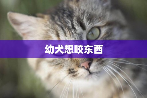 幼犬想咬東西