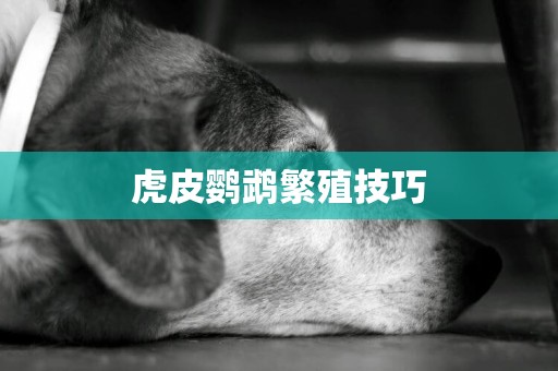 虎皮鸚鵡繁殖技巧