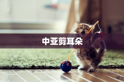 中亞剪耳朵