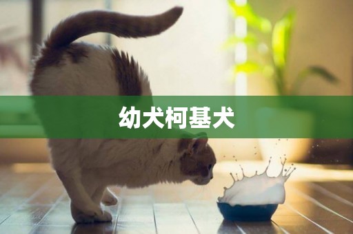 幼犬柯基犬