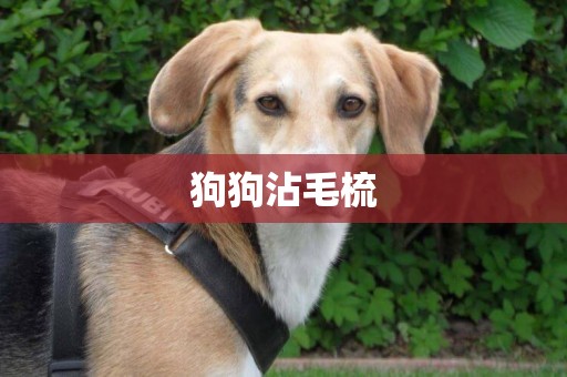 狗狗沾毛梳