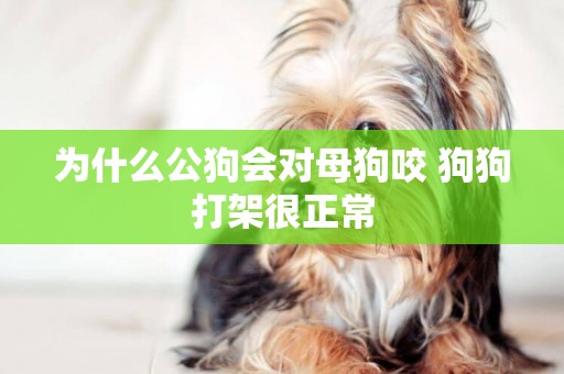 為什么公狗會對母狗咬 狗狗打架很正常