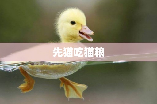 先貓吃貓糧