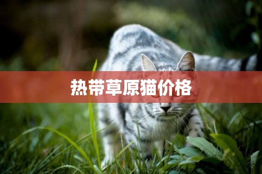 熱帶草原貓價格