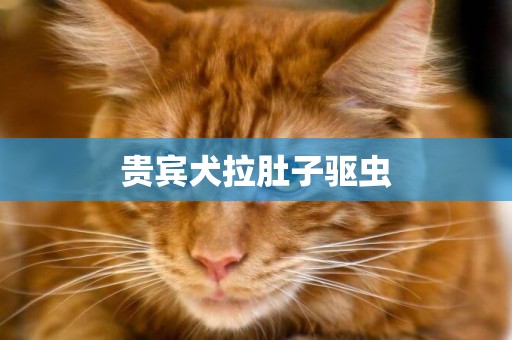 貴賓犬拉肚子驅蟲