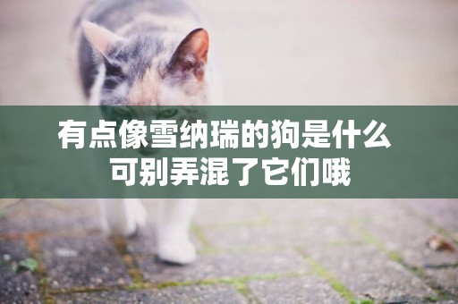 有點像雪納瑞的狗是什么 可別弄混了它們哦
