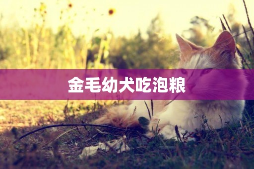 金毛幼犬吃泡糧