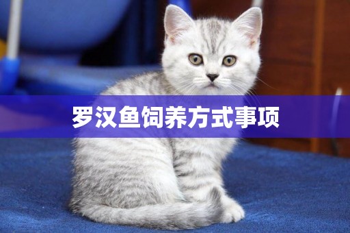 羅漢魚飼養方式事項