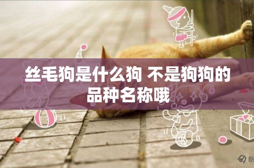 絲毛狗是什么狗 不是狗狗的品種名稱哦