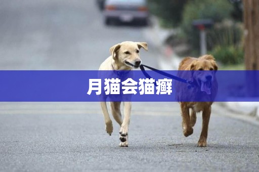 月貓會貓癬