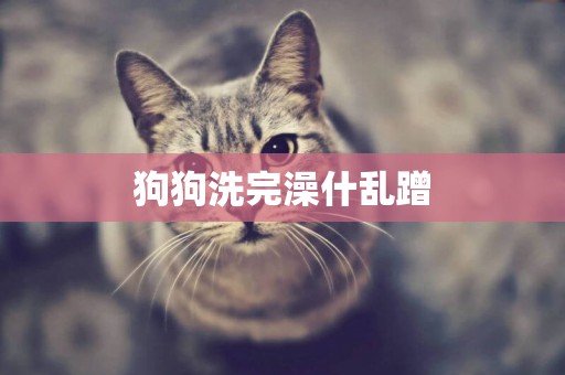 狗狗洗完澡什亂蹭