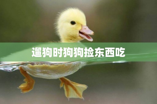遛狗時狗狗撿東西吃