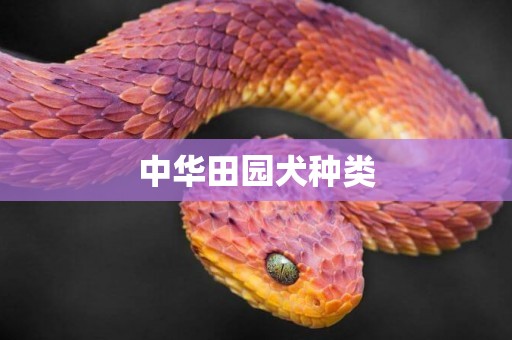 中華田園犬種類