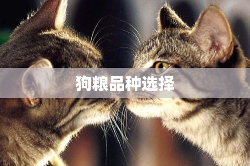 狗糧品種選擇