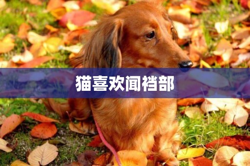 貓喜歡聞襠部