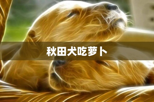 秋田犬吃蘿卜