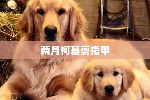 兩月柯基剪指甲