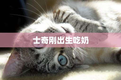 士奇剛出生吃奶