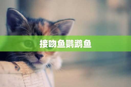 接吻魚鸚鵡魚