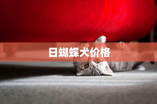 日蝴蝶犬價格