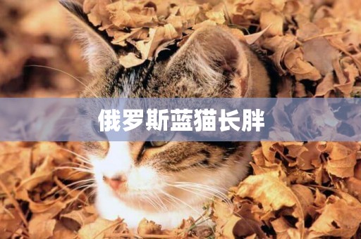 俄羅斯藍貓長胖