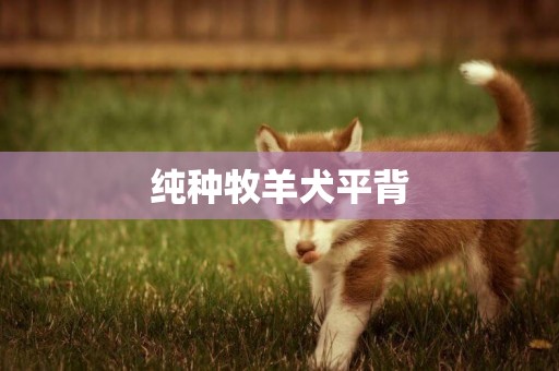 純種牧羊犬平背
