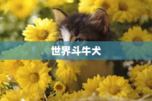 世界斗牛犬