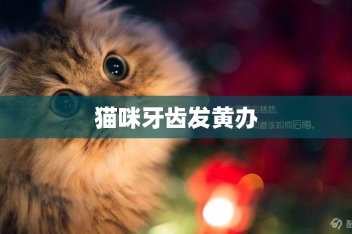 貓咪牙齒發黃辦