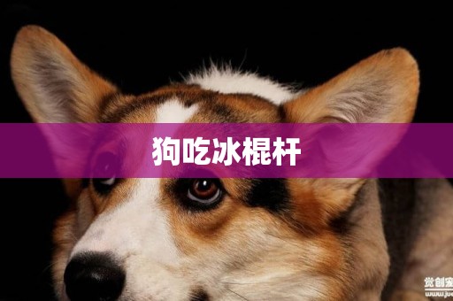 狗吃冰棍桿