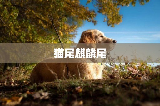 貓尾麒麟尾