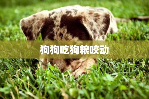 狗狗吃狗糧咬動