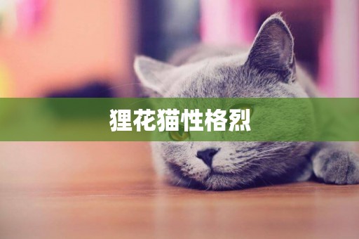 貍花貓性格烈