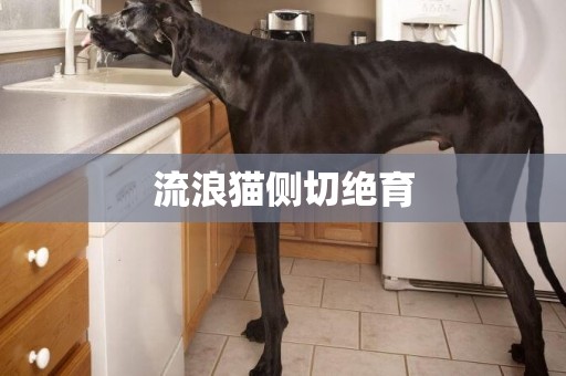 流浪貓側切絕育