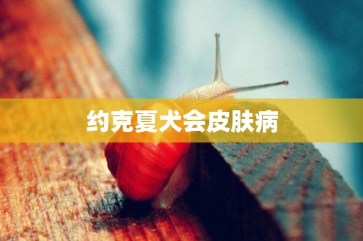 約克夏犬會皮膚病