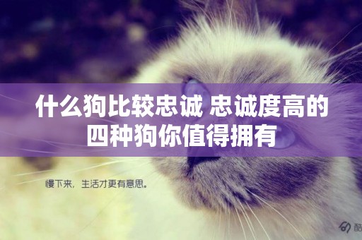 什么狗比較忠誠 忠誠度高的四種狗你值得擁有