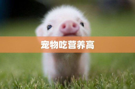 寵物吃營養高
