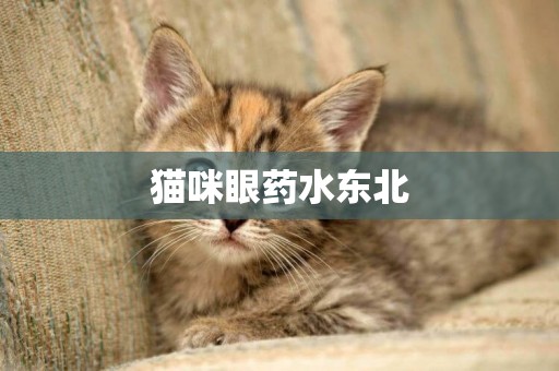 貓咪眼藥水東北