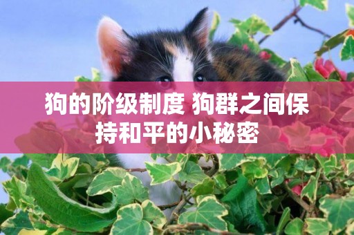 狗的階級制度 狗群之間保持和平的小秘密