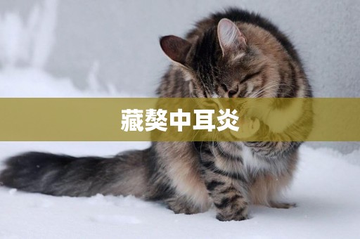 藏獒中耳炎