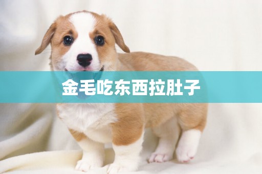 金毛吃東西拉肚子