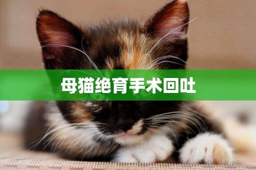 母貓絕育手術回吐
