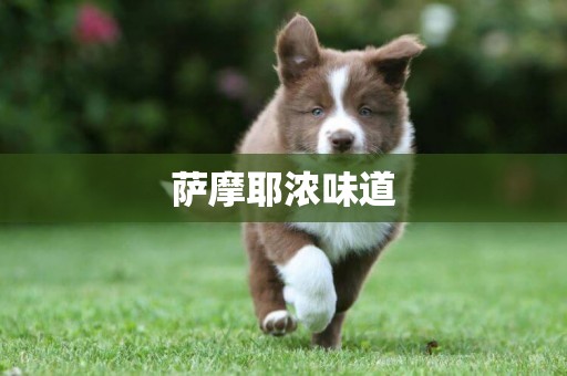 薩摩耶濃味道