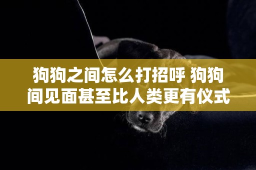 狗狗之間怎么打招呼 狗狗間見面甚至比人類更有儀式感