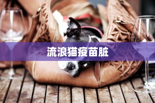 流浪貓疫苗臟