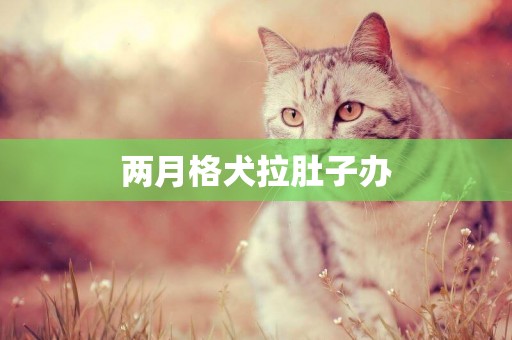 兩月格犬拉肚子辦