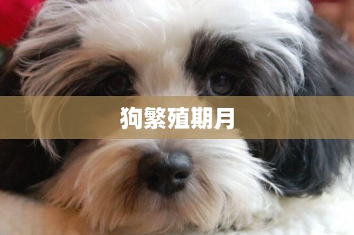 狗繁殖期月