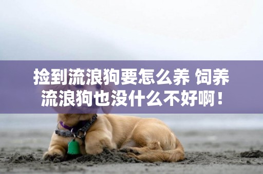 撿到流浪狗要怎么養 飼養流浪狗也沒什么不好啊！