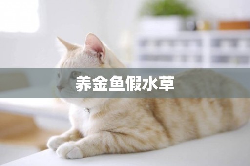 養金魚假水草