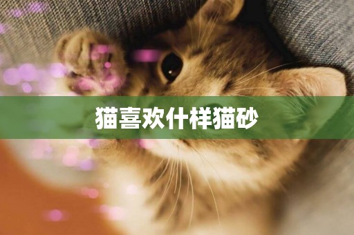 貓喜歡什樣貓砂