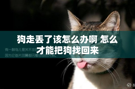 狗走丟了該怎么辦啊 怎么才能把狗找回來 狗走丟了該怎么辦啊 怎么才能把狗找回來